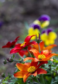 colorful flowers in the garden - soft focus