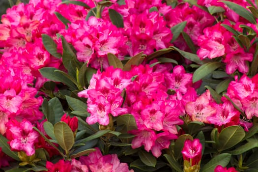 Blooming pink rhododendron flowers in a garden