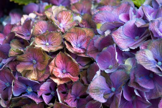colorful  hydrangea flower background - macro image