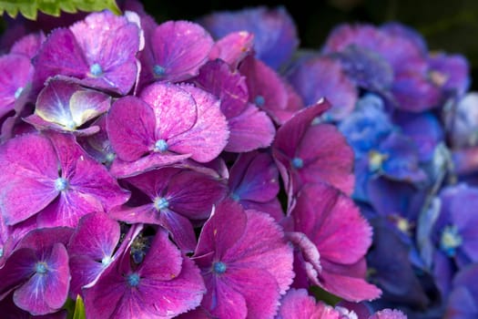 colorful  hydrangea flower background - macro image