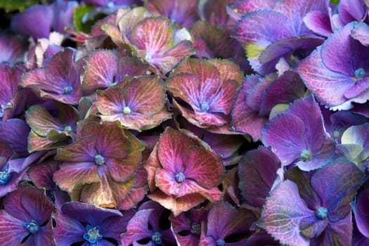 blue hydrangea flower background - macro image