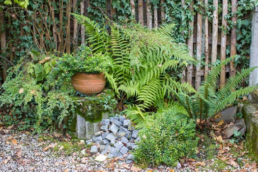 rustic garden -  plants in clay pot and fern