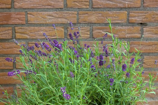lavender flowers in a garden - close up