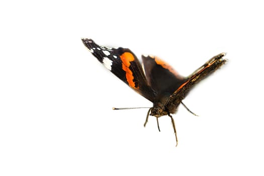 Admiral butterfly cropped for further processing for composing. Colorful delicate insect from nature. Animal photo