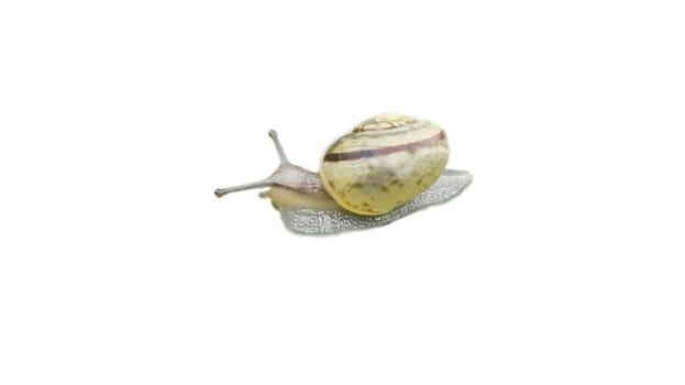 Snail with snail shell cut out. Small mollusk. Snail with house, foot and antenna. For further processing for e.g. composing.