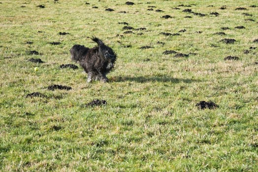 Black Goldendoddle running in a meadow while playing. Fluffy long black coat. Family dog that is also taken as a therapy dog. Animal photo of a dog