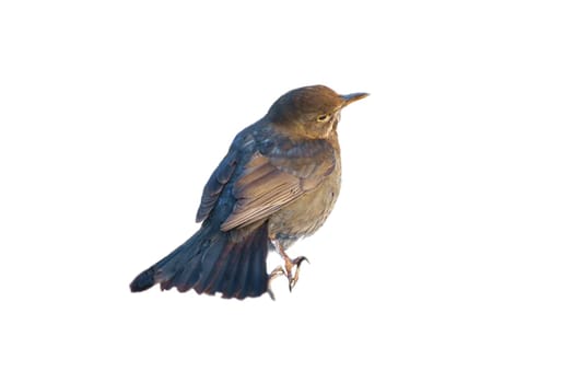 Bird thrush cropped. To use composing. Isolated animal. Brown feathers. Animal photo
