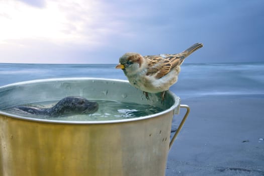Composing with a bucket on which sits a sparrow and a swimming seal. The sea in the background. Funny composition