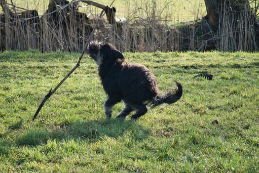 Black gold doddle running on a meadow playing with a stick. Fluffy long black coat. Family dog that is also taken as a therapy dog. Animal photo of a dog
