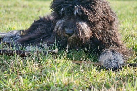 Black Goldendoodle lying on the lawn with stick. Faithful companion, which is also suitable as a therapy dog. Pet photo of a pet