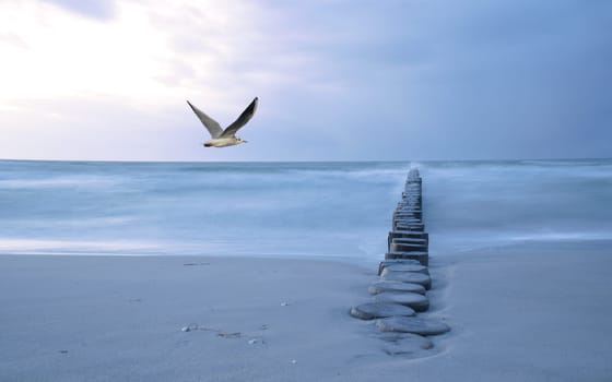 Composing at the Baltic Sea with groyne and long exposure. In the sky a seagull. Landscape shot