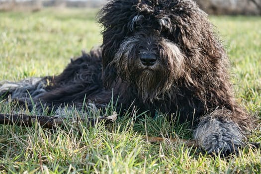 Black Goldendoodle lying on the lawn with stick. Faithful companion, which is also suitable as a therapy dog. Pet photo of a pet