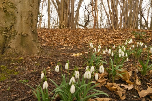 Lily of the valley on the forest floor among foliage and trees. Spring flower, which are poisonous. Green leaves and white flower