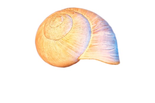 Snail shell cut out. Detailed shell of a snail. For further processing for e.g. composing.
