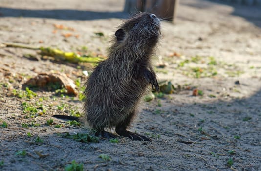 bisamrat stands on hind legs and observes the surroundings. Mammal with brown fur from nature