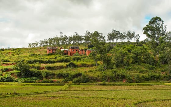 Typical Madagascar landscape - green and yellow rice terrace fields on small hills with clay houses in region near Iarinoro.