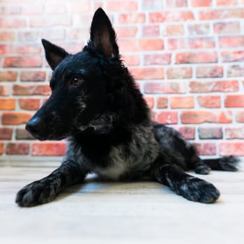 Black curly dog closeup portrait in a studio, posing, smiling