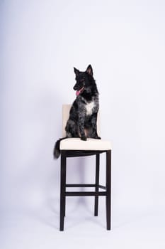 Mudi shepherd in front of a white background studio and interior photo
