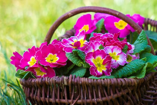 Blossoming pink primrose in a basket