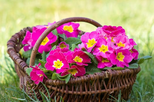 Blossoming pink primrose in a basket