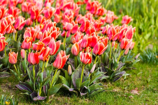 tulips flowers in a park - close up