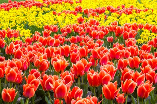 A spring field with spring flowers in Germany