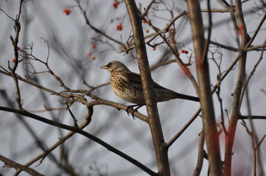 Thrush sitting on a branch and illuminated by the setting sun