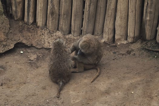 Anubis baboons, monkeys in a zoo in germany
