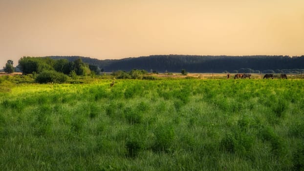 Deer and horses grazing on a green field at early morning, sunrise, with forest in a background, near Gniew city, Poland