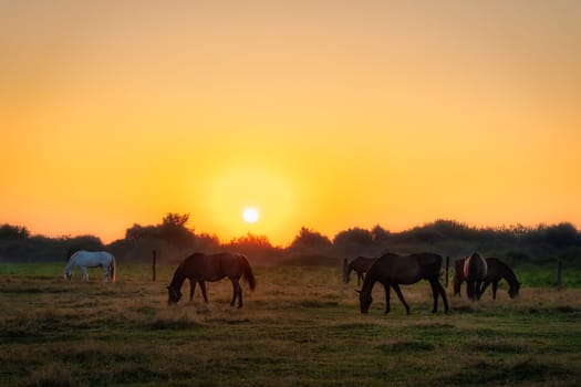 Group of horses grazing on a green field at early morning, sunrise, with forest in a background. Horse silhouette. Gniew, Poland