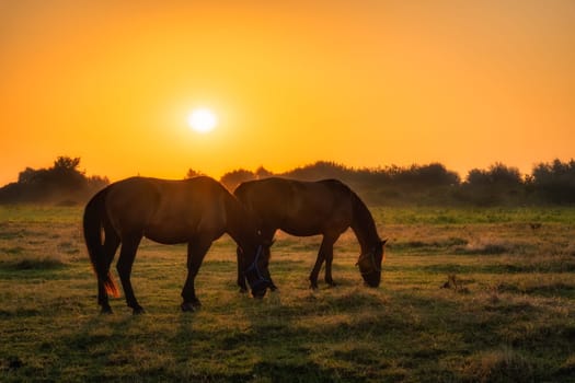 Two horses standing and grazing on a field at early morning, sunrise, with forest in a background. Horse silhouette. Gniew, Poland