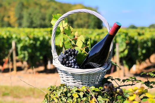 Bottle of red wine and grapes in basket