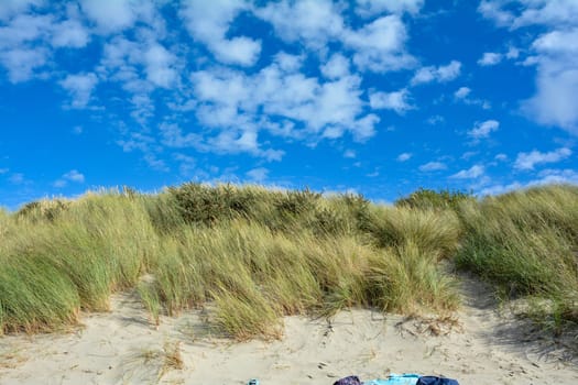 Beach oat in the sandy dunes on the North Sea coast in the Netherlands on Zeeland on the island Schouwen-Duiveland