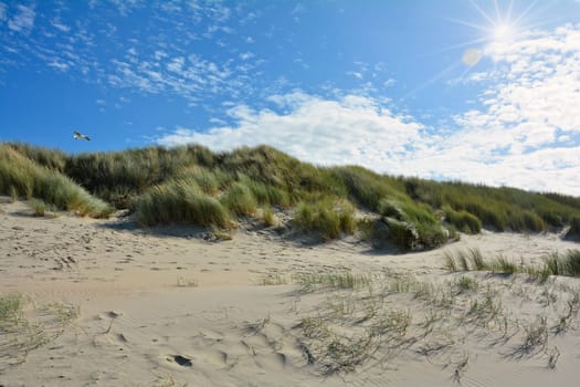 Beach oat in the sandy dunes on the North Sea coast in the Netherlands on Zeeland on the island Schouwen-Duiveland