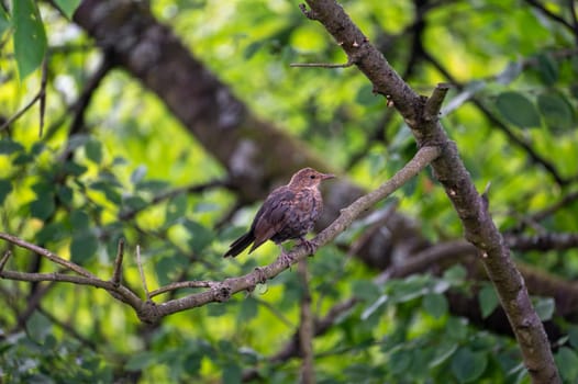 A female blackbird ( Turdus merula ) perches on a branch in a tree in the wild