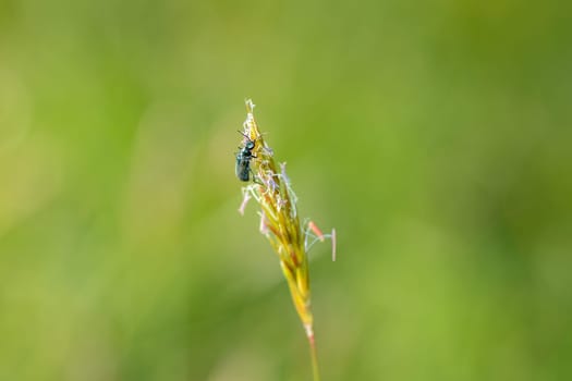 Two-spot wart beetle ( Malachius bipustulatus ) on a plant in green nature