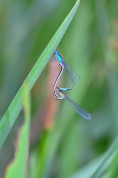 Two feather dragonflies ( Platycnemis pennipes ) mating on a blade of grass