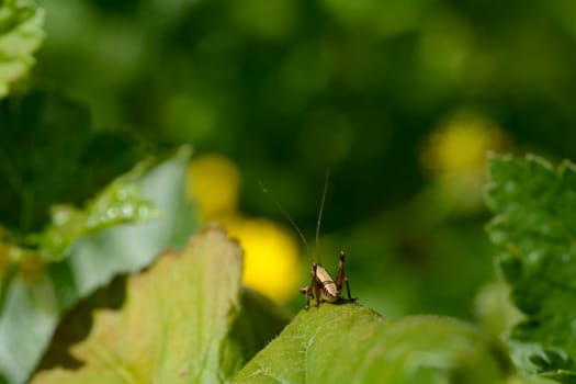 A brown grasshopper on a green leaf