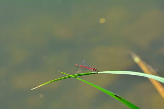 Adonis dragonfly ( Pyrrhosoma nymphula ) on plant in nature
