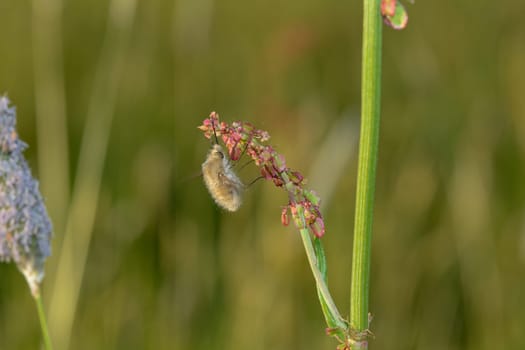 A large woolen slider ( Bombylius major ) on plant in nature