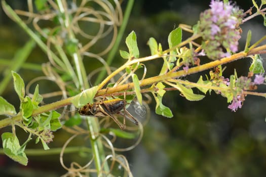 Common bush cricket ( Pholidoptera griseoaptera ) on a plant
