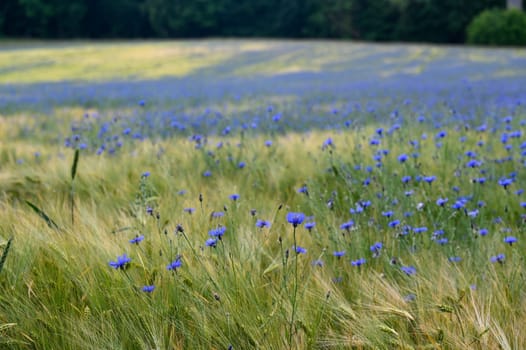 Grain field with many blue cornflowers ( Centaurea cyanus )