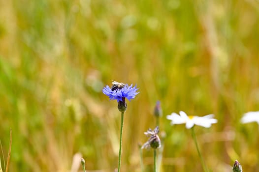 A cornflower (Centaurea cyanus) with a Insect in a cornfield