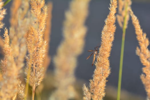 Big cranefly ( Tipulidae ) in the sunlight on a plant