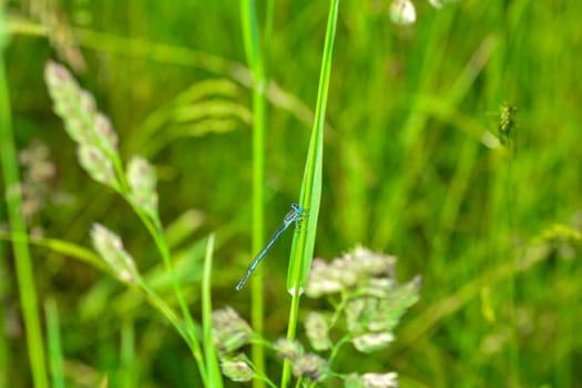 Common damselfly ( Platycnemis pennipes ) on a blade of grass
