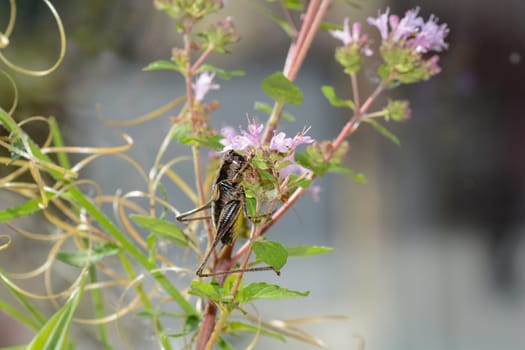 Common bush cricket ( Pholidoptera griseoaptera ) on a plant