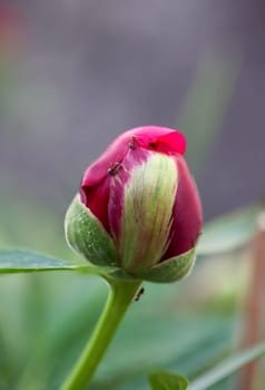 A portrait of a peony blossom. A beautiful red blossom.