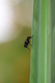 A fly on the leaf of a strelizia.