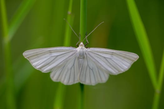 A shy siona lineata, hard hay moth on a blade of grass.