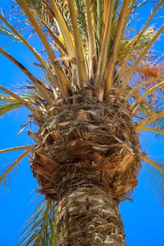 View from below up to the palm leaves of a palm tree.